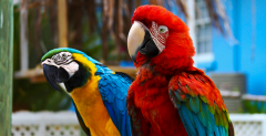 Колокольчик медный большой игрушка для попугаев 518 Bird Life